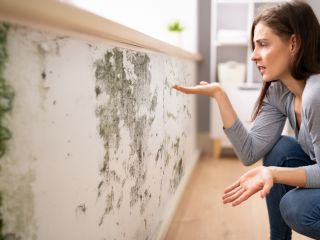 Professional mold removal process