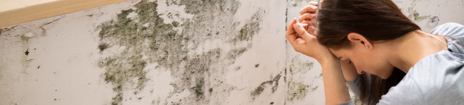 Mold Removal Services